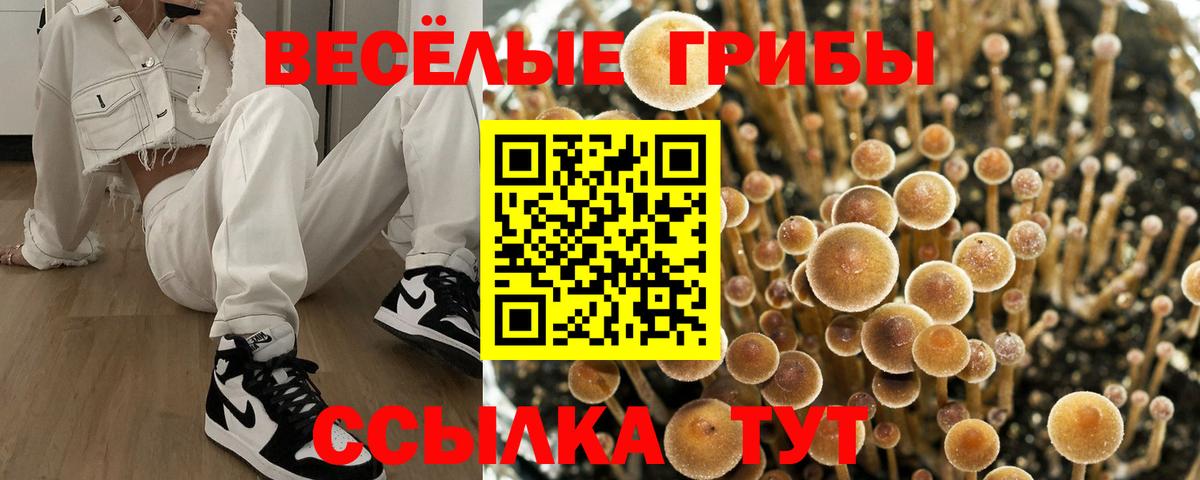 Галлюциногенные грибы Psilocybe Азнакаево